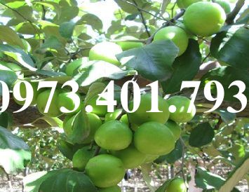 CÂY GIỐNG TÁO THÁI